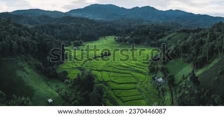 Dark green rice fields at dusk in rural Thailand