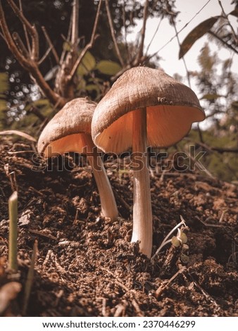 Fungi or fungi are organisms that belong to the kingdom Fungi and do not have chlorophyll so they are heterotrophs. Fungi are the unicellular and multicellular. Royalty-Free Stock Photo #2370446299