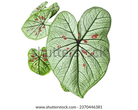 caladium leaf.  Green and white leaves with Red spots are scattered.