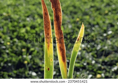 Spots and damage of iris leaves. Symptoms of fungal disease, autumn time