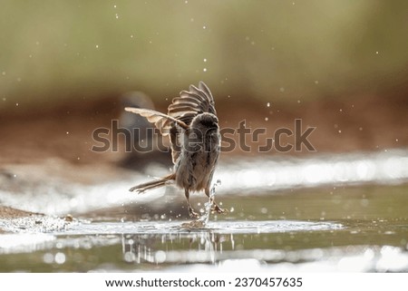 Southern Grey-headed Sparrow flying over water in Kruger National park, South Africa ; Specie family Passer diffusus of Passeridae Royalty-Free Stock Photo #2370457635