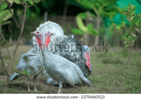 turkey chicken blueslate and blackturkey beautiful chick