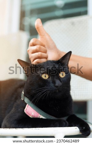 A black cat sits on a chair and Likes Hands shaped by its owner's hand.