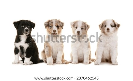 Group of four cute australian shepherd puppies sitting and looking at the camera isolated on a white background Royalty-Free Stock Photo #2370462545