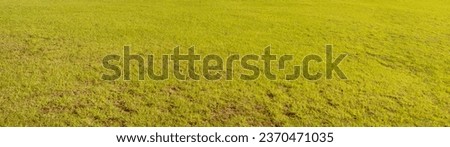 A texture with green grass