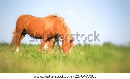 Picture of a mare eating grass with her calf