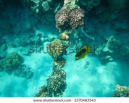 spectacular views of tropical underwater life and coral reef