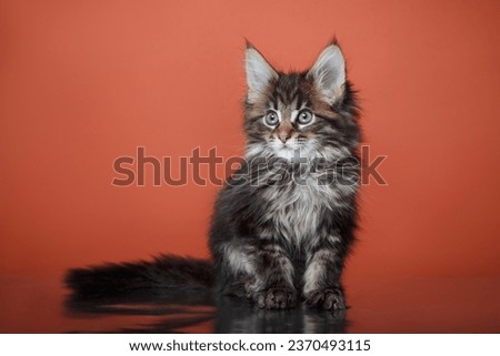 Maine Coon Kitten on a red background. cat portrait in photo studio