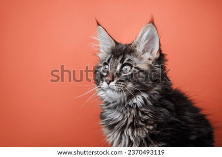 Maine Coon Kitten on a red background. cat portrait in photo studio Royalty-Free Stock Photo #2370493119
