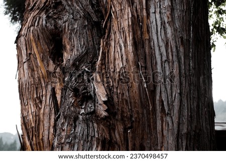 The big cedar tree trunk
