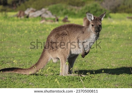 Curious joey kangaroo in a paddock of yellow wildflowers.