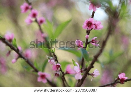 Picture of blooming cherry blossoms