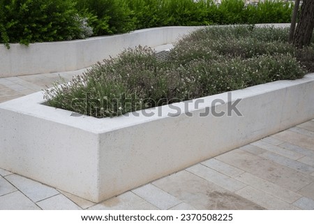Modern garden design and landscaping: A sidewalk or promenade made with light paving stones and white concrete walls with integrated wooden benches and a raised bed with green plants and lavender