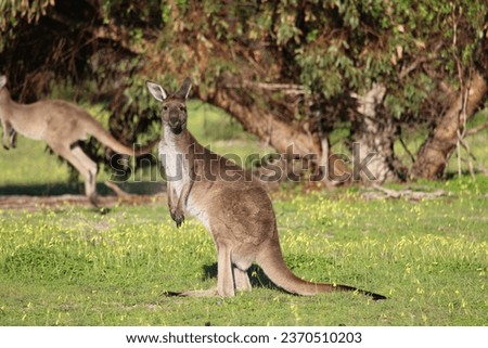 Kangaroos in a field of yellow wild flowers.