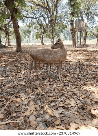 Some deers in captivity are being cared for in the wildlife sanctuary. Blitar, East Java