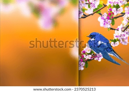 Spring nature. Bird: Swallow. Colorful nature background. Photo with a frosted glass effect applied to one side. presentation, card, poster etc. ready-to-use image. 