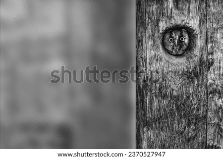 Cute owl. Black white photo. Photo with a frosted glass effect applied to one side. presentation, card, poster etc. ready-to-use image.  