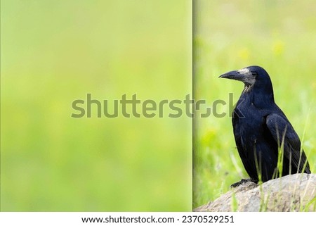 Crow. Green nature background. Photo with a frosted glass effect applied to one side. presentation, card, poster etc. ready-to-use image.
