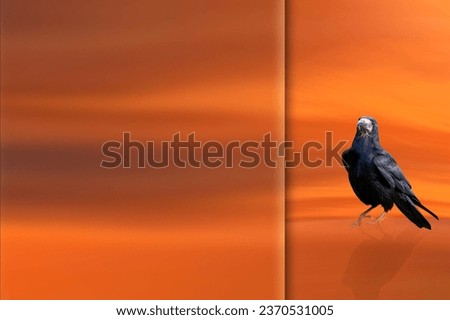 Crow. Photo with a frosted glass effect applied to one side. presentation, card, poster etc. ready-to-use image.