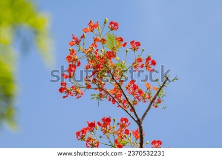 Flower of Flamboyant, Delonix regia is a species of flowering plant in the bean family Fabaceae and common name is royal poinciana, phoenix flower, flame of the forest, or flame tree.