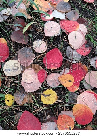 grass green red yellow orange leaves of plants natural texture autumn background wallpaper photo image 