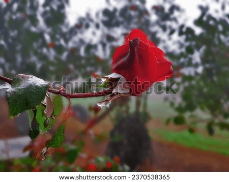 Close-up of red rose and bud growing outdoors