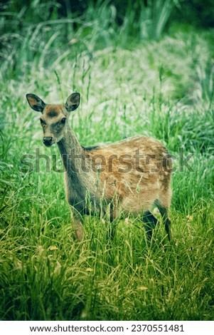 Find royalty-free stock images of Deer. Browse free photography, unlimited high resolution images and pictures of Deer. Discover new images daily!