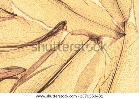 Nature pattern of withering petals, transparent leaves with natural texture as natural background or wallpaper. Macro texture, skeleton flower old petal. Pale yellow color aesthetic beauty of nature