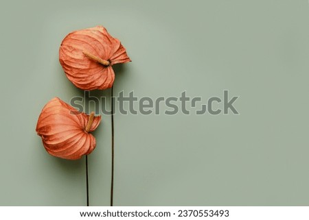 Minimal aesthetic floral still life with dried orange calla flowers close up on olive color background, autumn seasonal colors, fall vibes. Minimalistic nature top view scene, backdrop, autumn card