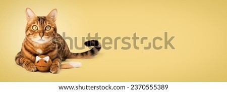 Bengal domestic cat with a plush mouse on the background. Copy space.