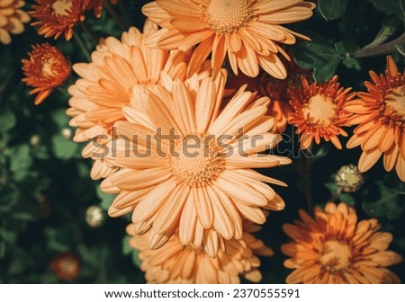 floral background. orange peach color flowers in bloom. pretty flower background 