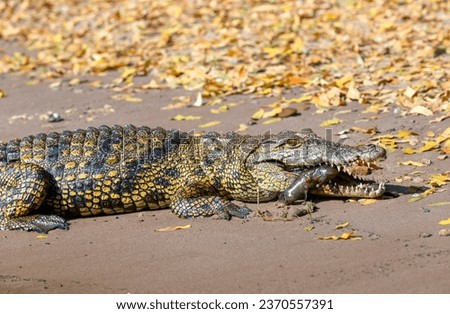 Crocodile with green eyes and freshly caught fish Royalty-Free Stock Photo #2370557391