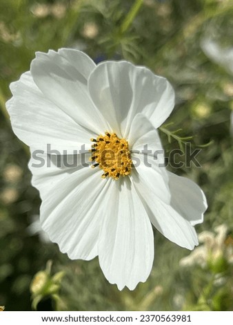 beautiful white cosmo flower, close up