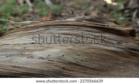 Detailed texture of the broken dried banana stem. very good for background.