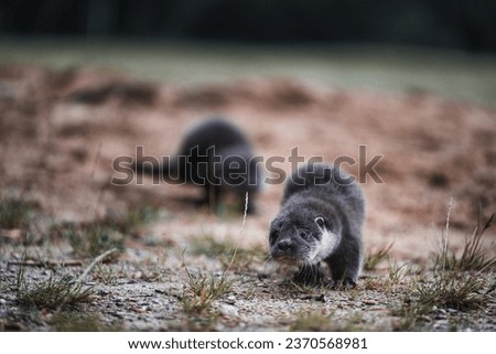 otter (Lutra lutra) running at the camera