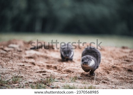 otter (Lutra lutra) running at the camera