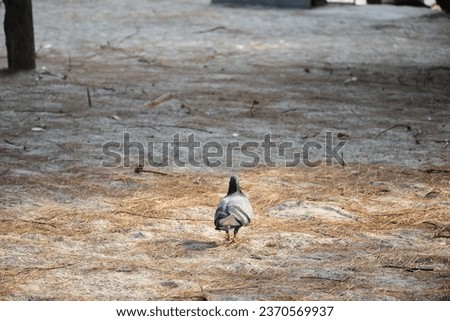 One Pigeons walking on the sand