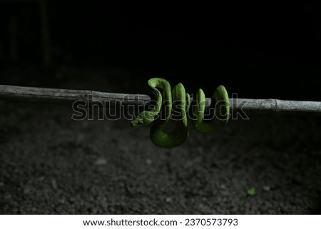 Green Tree Pyton (Morelia viridis) from Western New Guinea