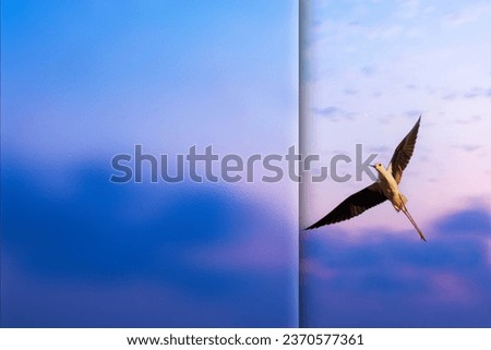 Flying bird. Photo with a frosted glass effect applied to one side. presentation, card, poster etc. ready-to-use image. Sunset sky background. Bird: Black winged Stilt.