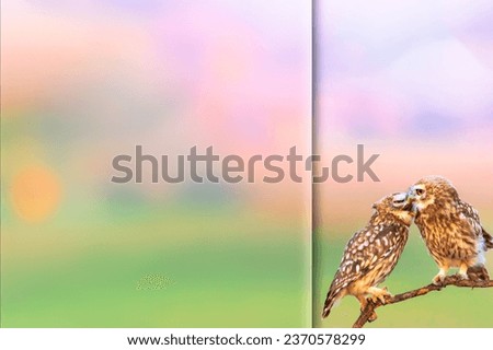 Romantic owls. Photo with a frosted glass effect applied to one side. presentation, card, poster etc. ready-to-use image.