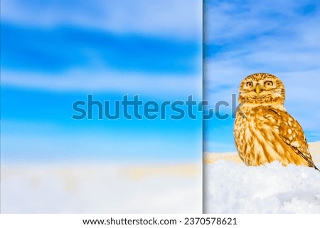 Photo with a frosted glass effect applied to one side. presentation, card, poster etc. ready-to-use image. Bird: little owl. 