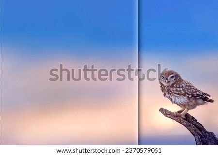 Photo with a frosted glass effect applied to one side. presentation, card, poster etc. ready-to-use image. Bird: Little owl. Sunset sky background. 