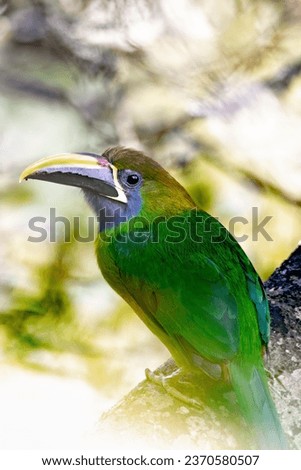 Emerald toucanet (Aulacorhynchus prasinus), small toucan. Beautiful bird at San Gerardo de Dota, Wildlife and birdwatching in Costa Rica.