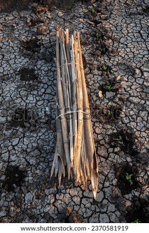 Collection of bamboo poles for plants in dry soil