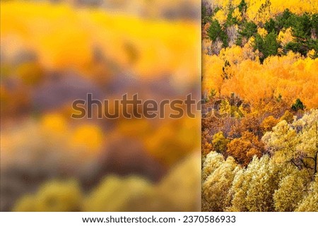 Forest in autumn time. Photo with a frosted glass effect applied to one side. Presentation, card, poster etc. ready-to-use image.