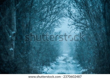 Snowy Pathway Lined with Trees: A Winter Wonderland Stroll