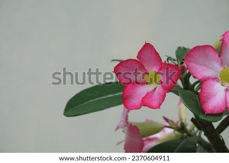 A pink flower in a vase with water.