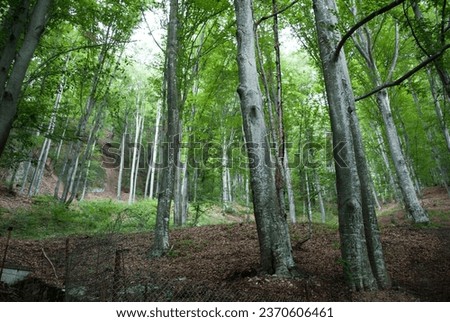 Forest in the mountains Carpati Royalty-Free Stock Photo #2370606461