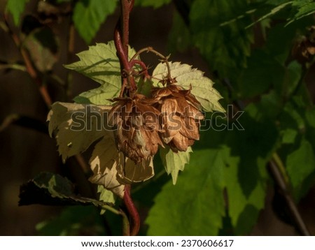photo of hop seeds on a branch