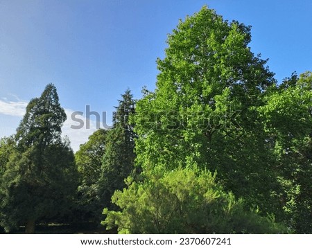 Beautiful garden with lush green trees